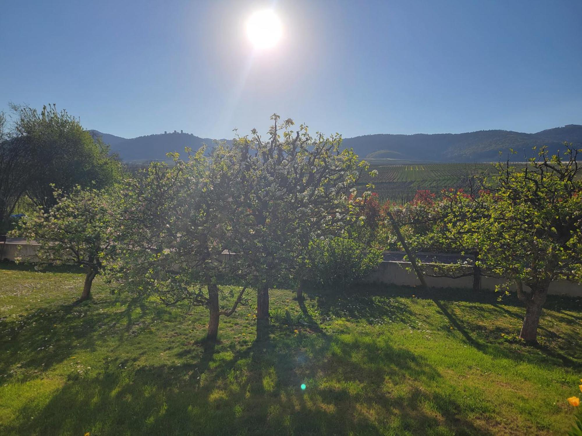 Studio Aux Pieds Des Vignes Эгишем Экстерьер фото